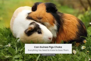 Can Guinea Pigs Choke — Everything You Need to Know to Save Them