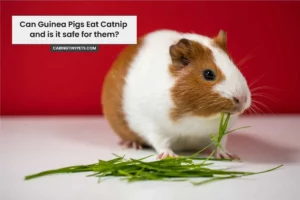 Can Guinea Pigs Eat Catnip and is it safe for them?