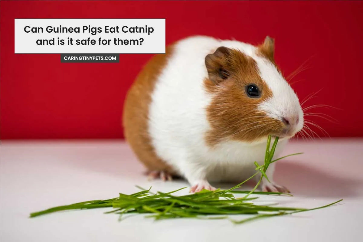 Can Guinea Pigs Eat Catnip and is it safe for them