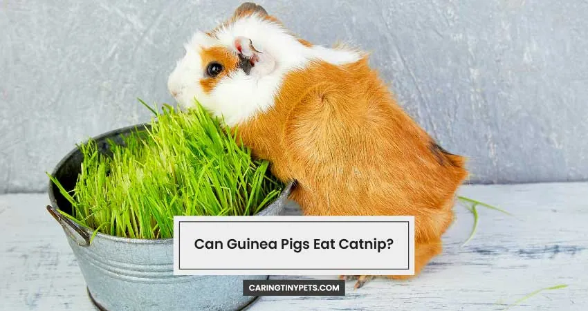 Can Guinea Pigs Eat Catnip
