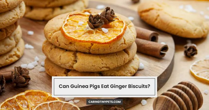 Can Guinea Pigs Eat Ginger Biscuits