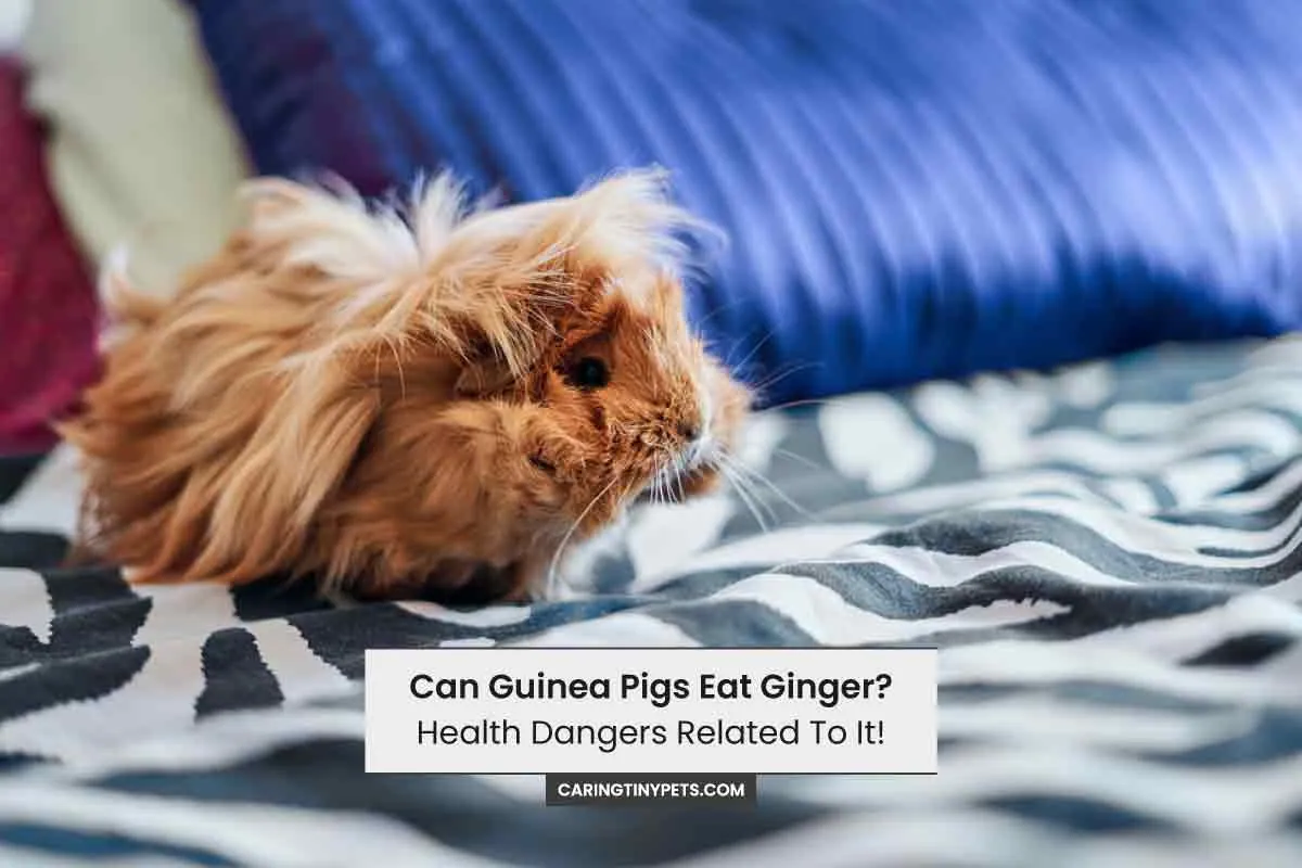 Can Guinea Pigs Eat Ginger Health Dangers Related To It