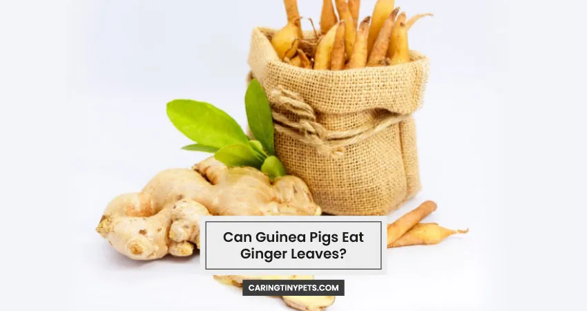 Can Guinea Pigs Eat Ginger Leaves