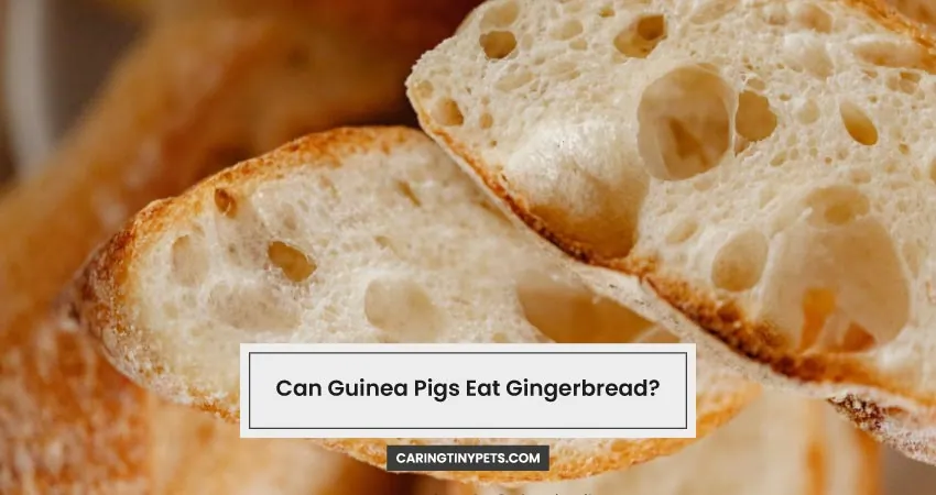 Can Guinea Pigs Eat Gingerbread