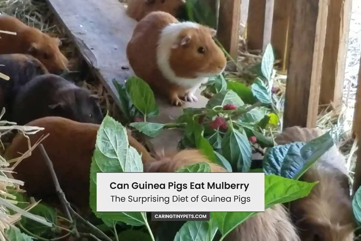 Can Guinea Pigs Eat Mulberry The Surprising Diet of Guinea Pigs