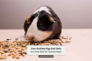 Can Guinea Pigs Eat Oats [Are Oats Bad For Guinea Pigs?]