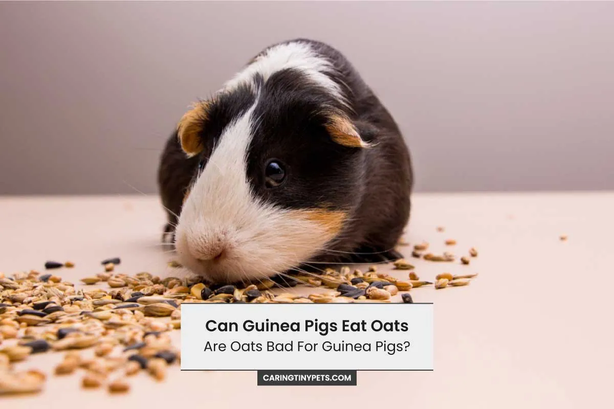 Can Guinea Pigs Eat Oats Are Oats Bad For Guinea Pigs