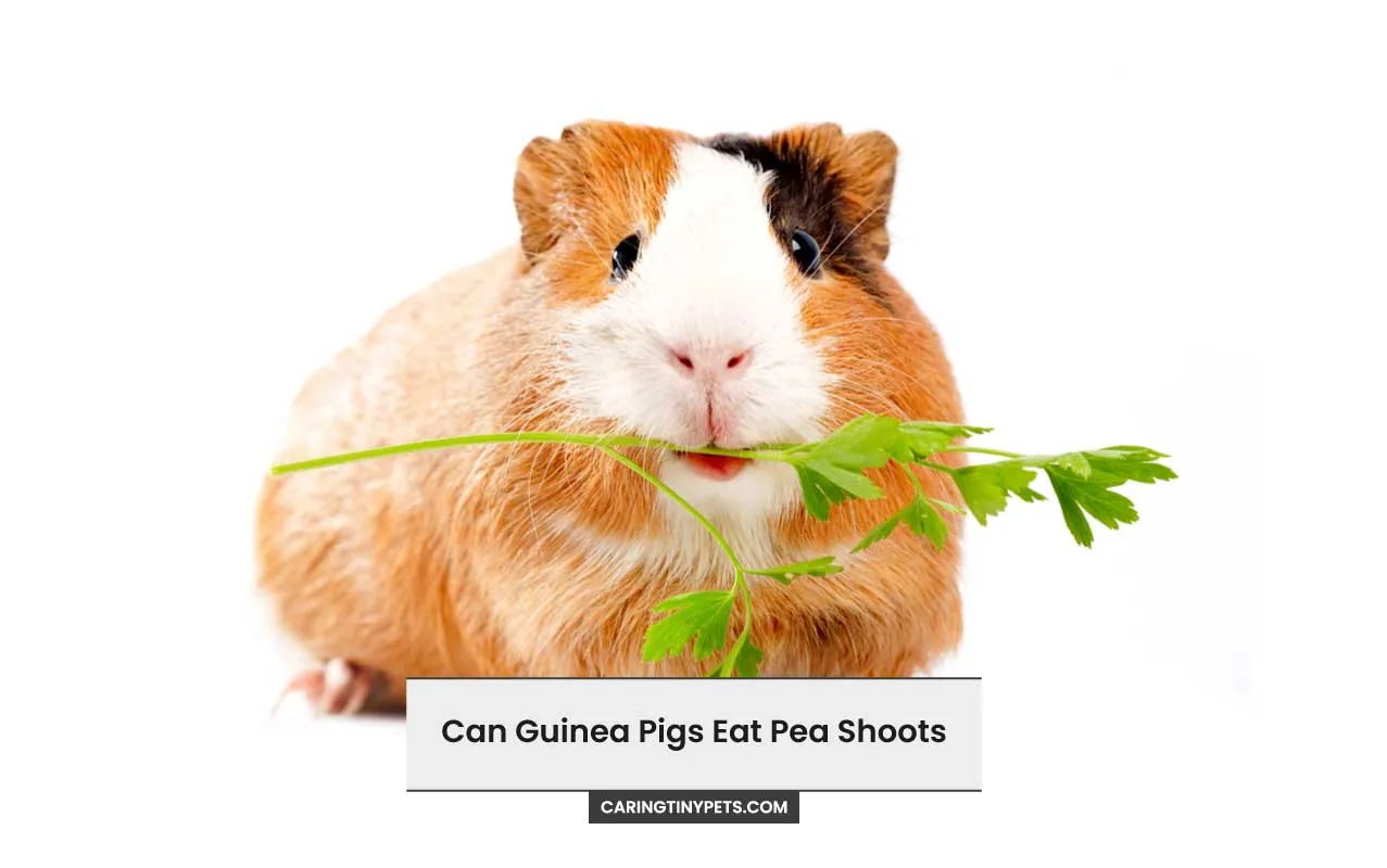 Can Guinea Pigs Eat Pea Shoots