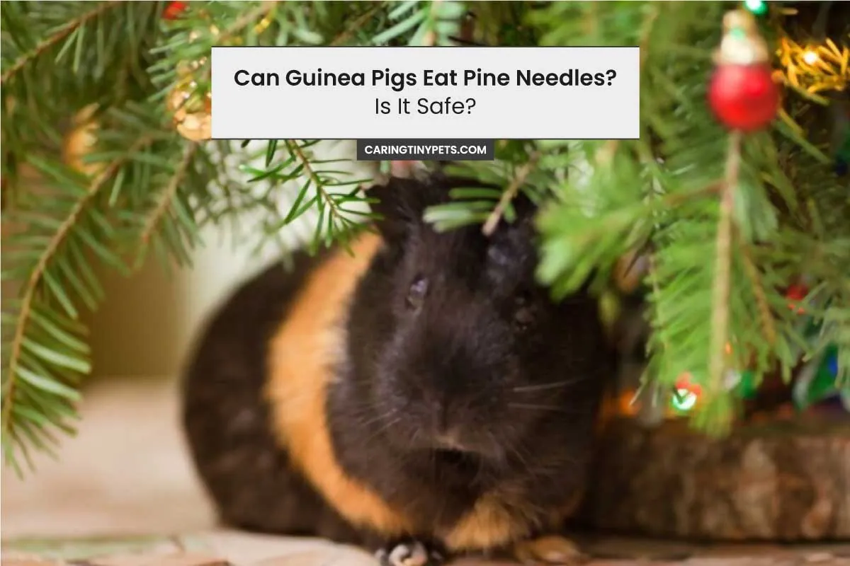 Can Guinea Pigs Eat Pine Needles Is It Safe