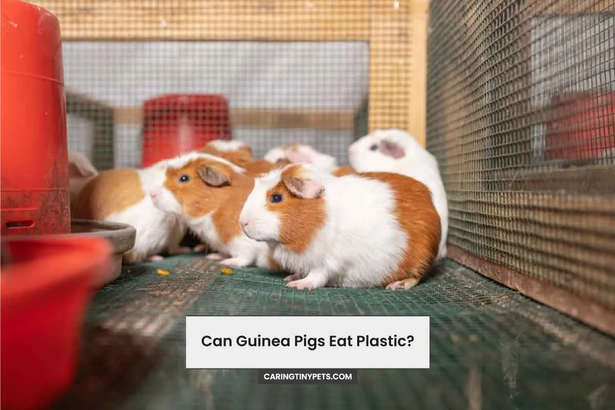 Can Guinea Pigs Eat Plastic