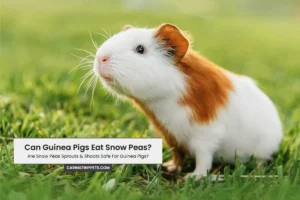 Can Guinea Pigs Eat Snow Peas? Are Snow Peas Sprouts & Shoots Safe For Guinea Pigs?