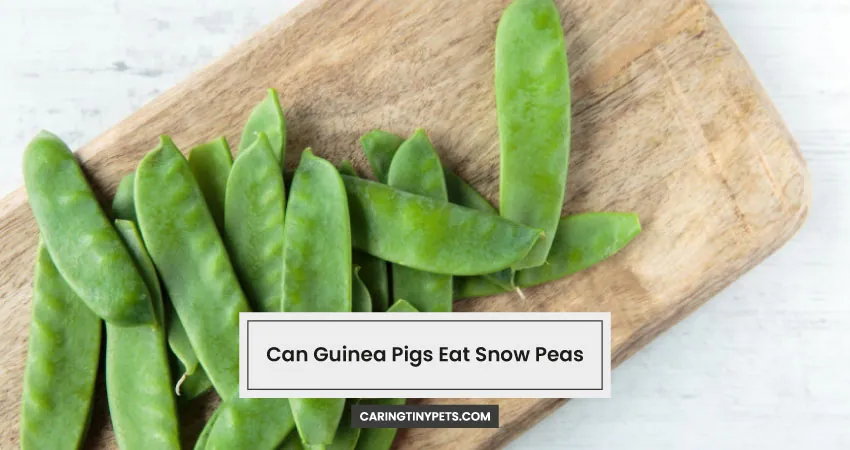 Can Guinea Pigs Eat Snow Peas