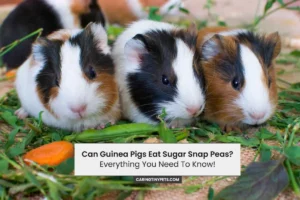 Can Guinea Pigs Eat Sugar Snap Peas? Everything You Need To Know!