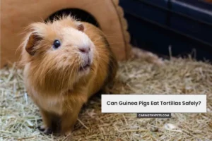 Can Guinea Pigs Eat Tortillas Safely? Here’s What You Need to Know