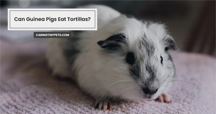 Can Guinea Pigs Eat Tortillas
