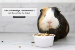Can Guinea Pigs Eat Weetabix? Is It Beneficial Or Risky?