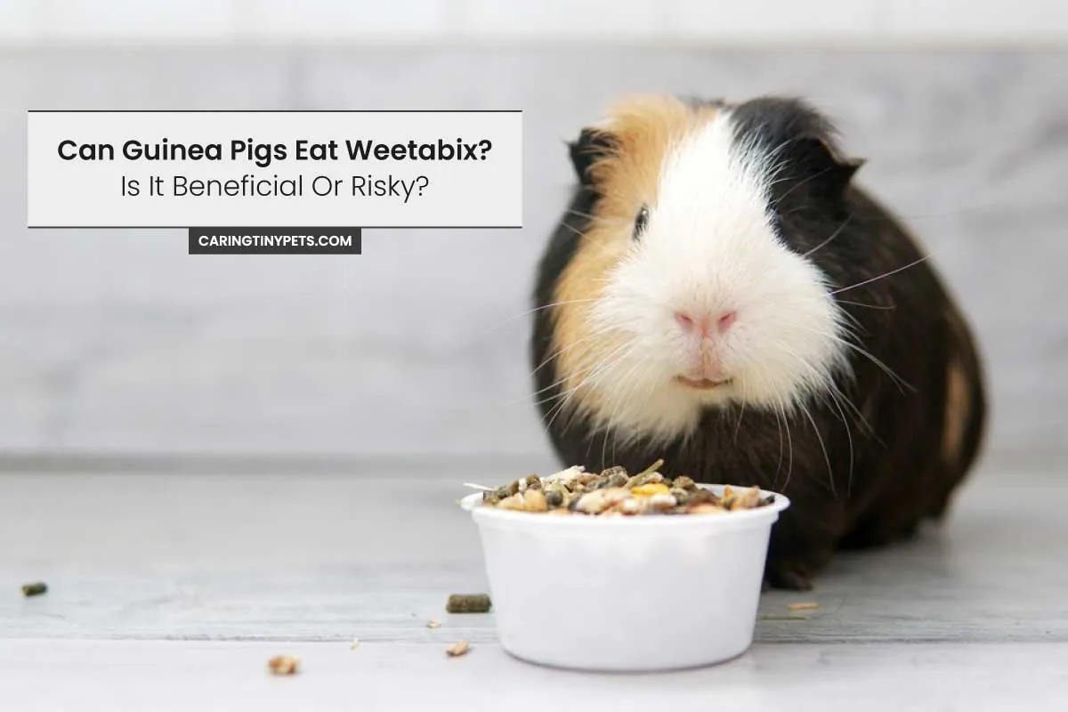 Can Guinea Pigs Eat Weetabix Is It Beneficial Or Risky