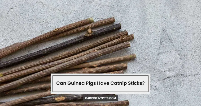 Can Guinea Pigs Have Catnip Sticks