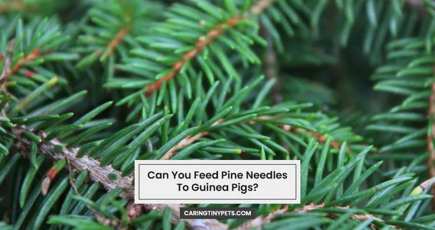 Can You Feed Pine Needles To Guinea Pigs