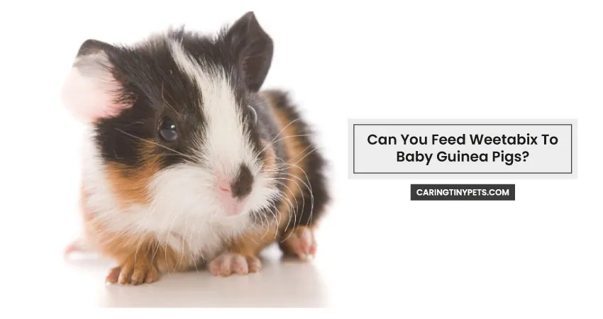 Can You Feed Weetabix To Baby Guinea Pigs