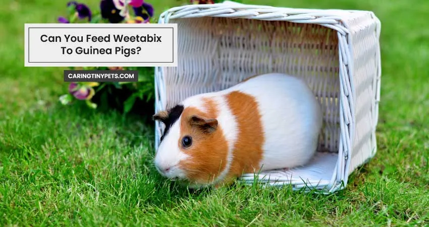 Can You Feed Weetabix To Guinea Pigs
