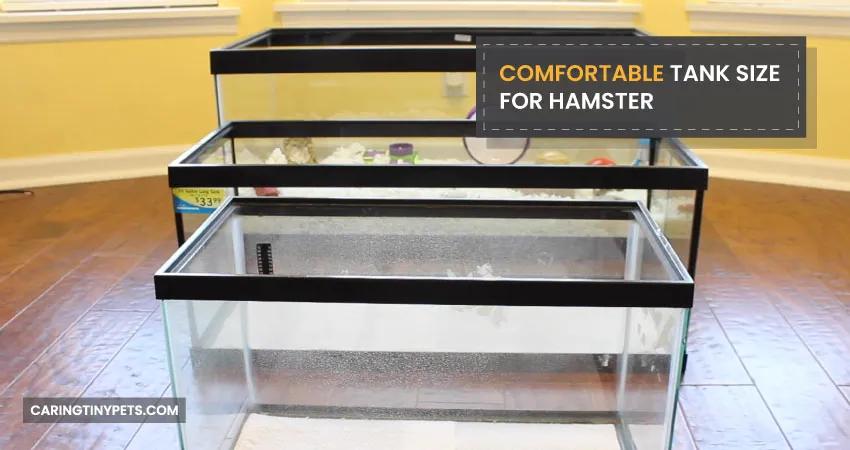 Comfortable Tank Size For Hamster