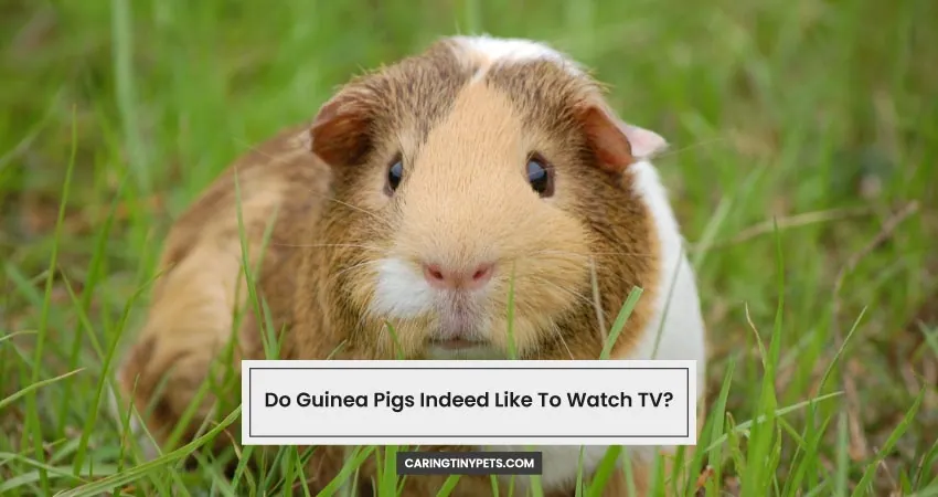 Do Guinea Pigs Indeed Like To Watch TV