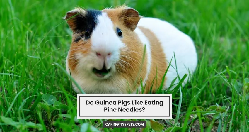 Do Guinea Pigs Like Eating Pine Needles