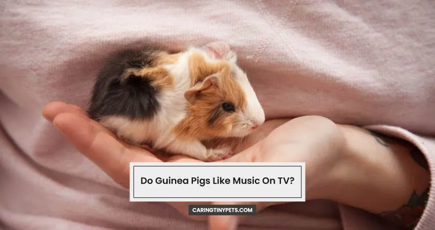 Do Guinea Pigs Like Music On TV