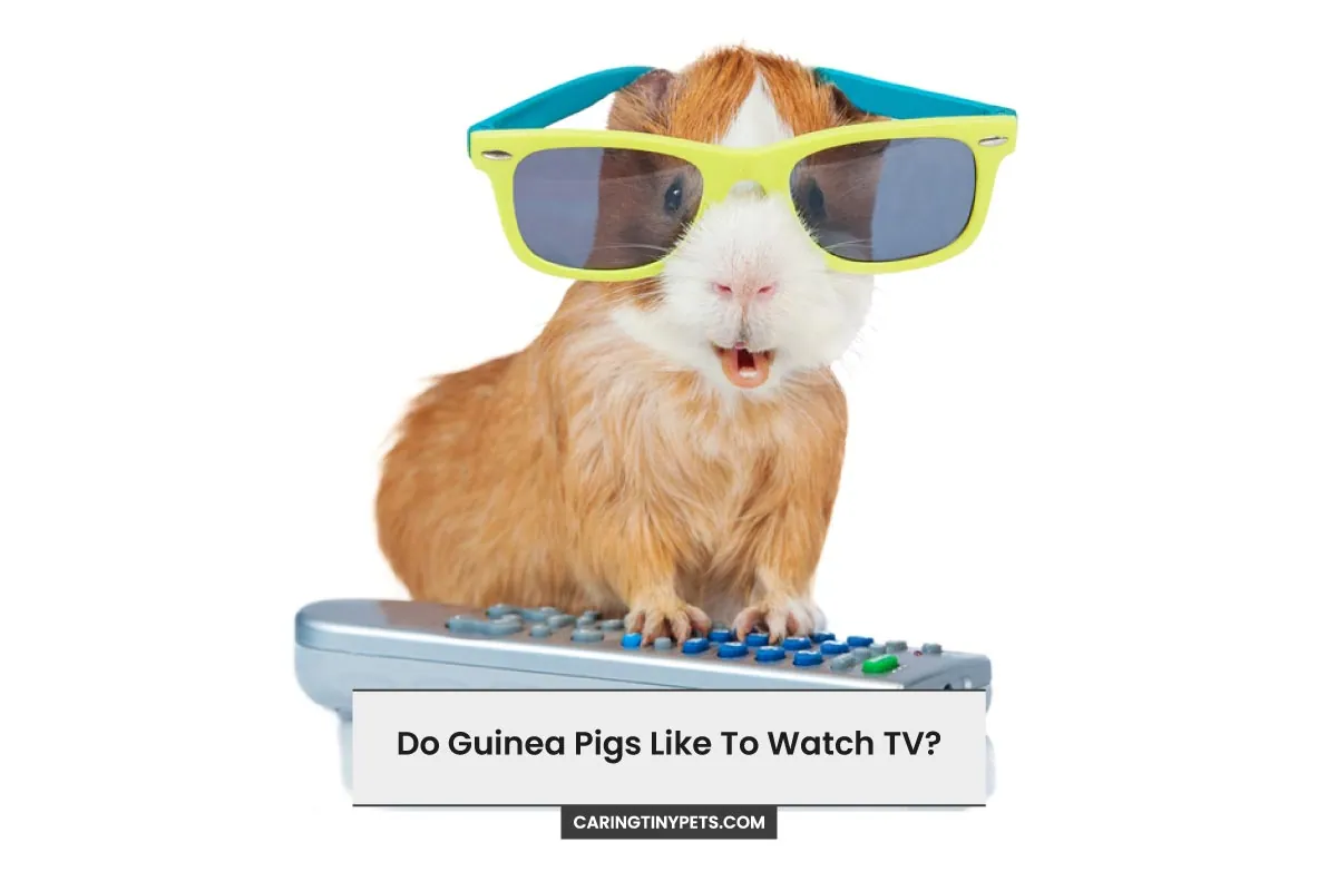 Do Guinea Pigs Like To Watch TV
