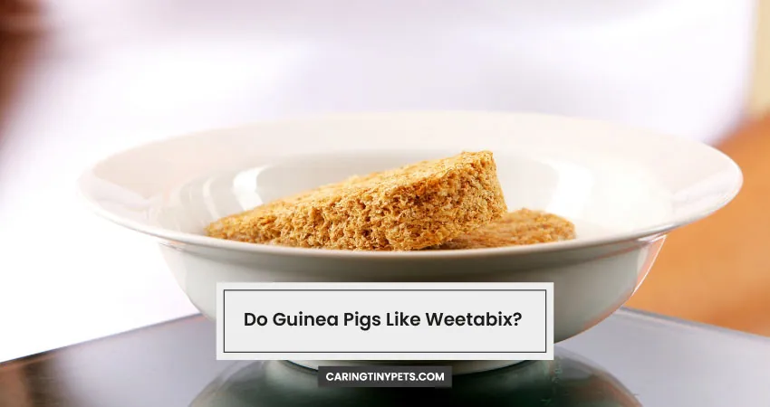 Do Guinea Pigs Like Weetabix