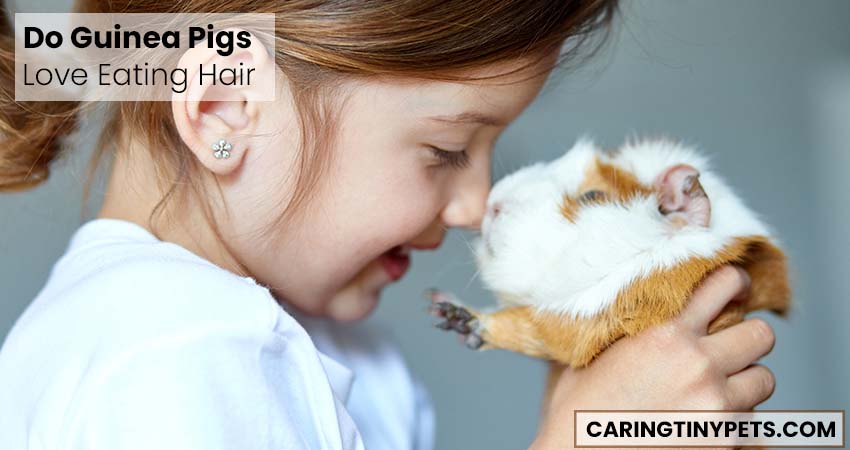 Do Guinea Pigs Love Eating Hair
