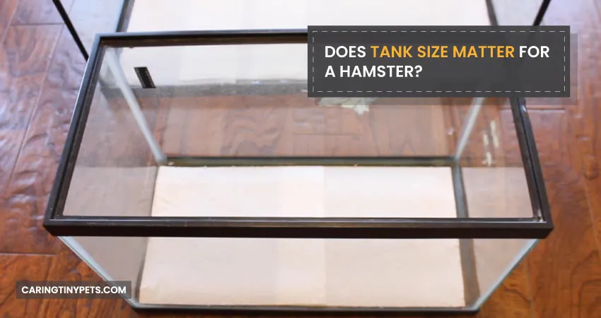 Does Tank Size Matter For A Hamster