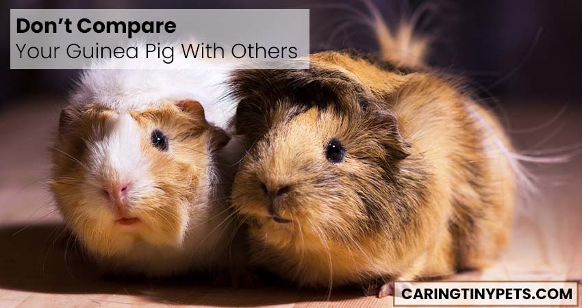Don’t Compare Your Guinea Pig With Others