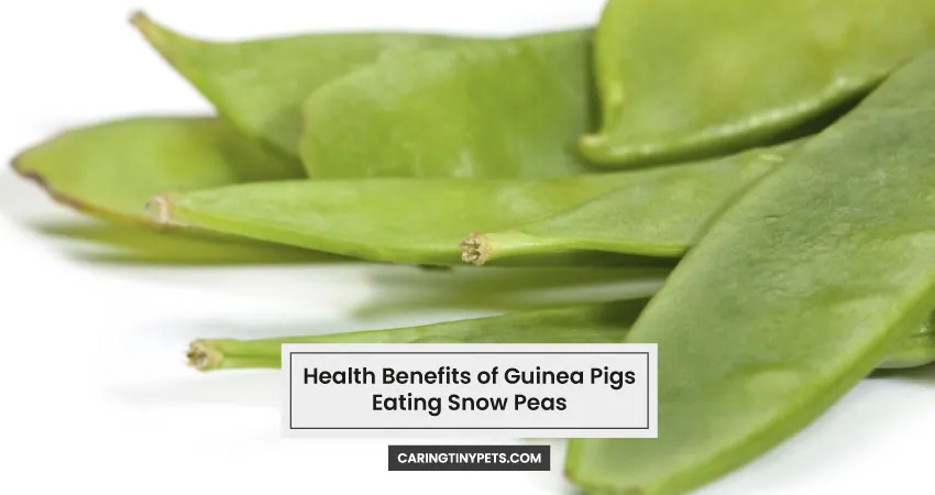 Health Benefits of Guinea Pigs Eating Snow Peas