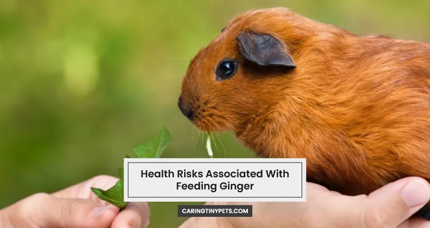 Health Risks Associated With Feeding Ginger