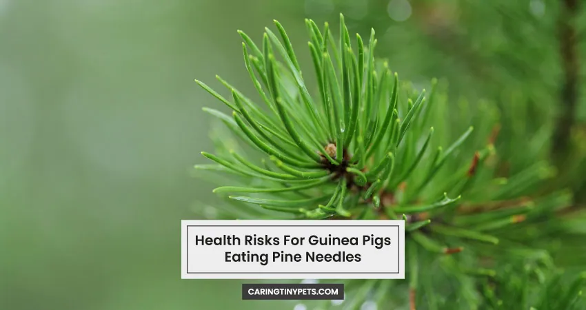 Health Risks For Guinea Pigs Eating Pine Needles