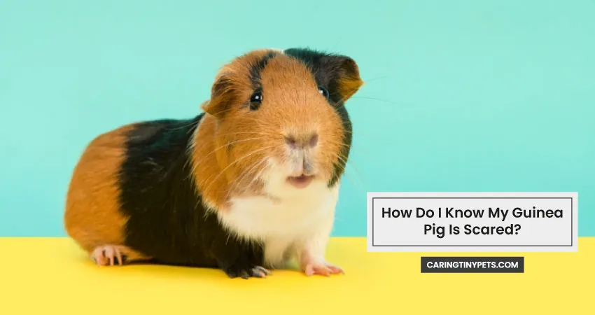 How Do I Know My Guinea Pig Is Scared
