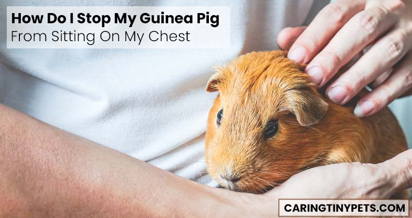 How Do I Stop My Guinea Pig From Sitting On My Chest