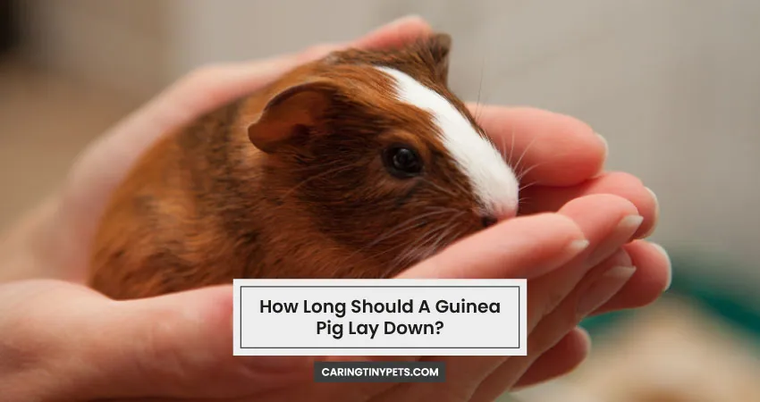 How Long Should A Guinea Pig Lay Down