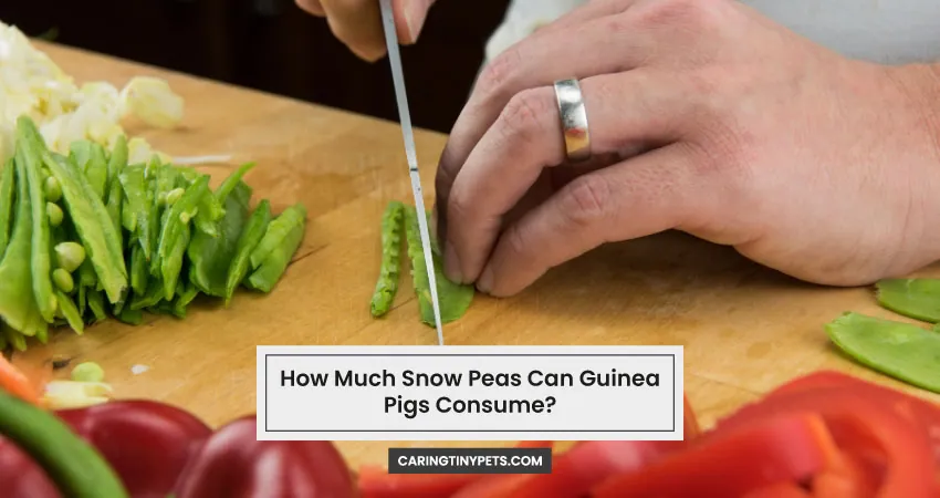How Much Snow Peas Can Guinea Pigs Consume