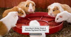 How Much Water Does A Guinea Pig Need? Is It Even Necessary?