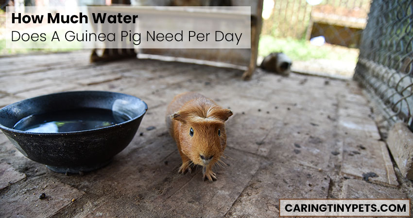 How Much Water Does A Guinea Pig Need Per Day
