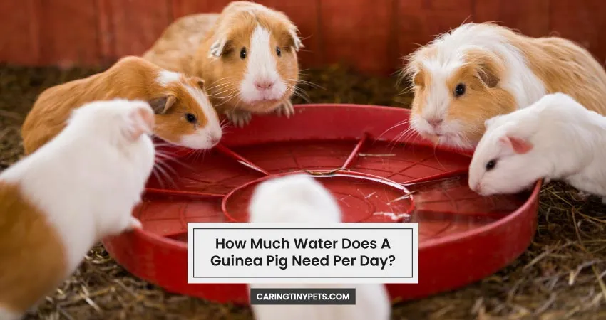 How Much Water Does A Guinea Pig Need Per Day