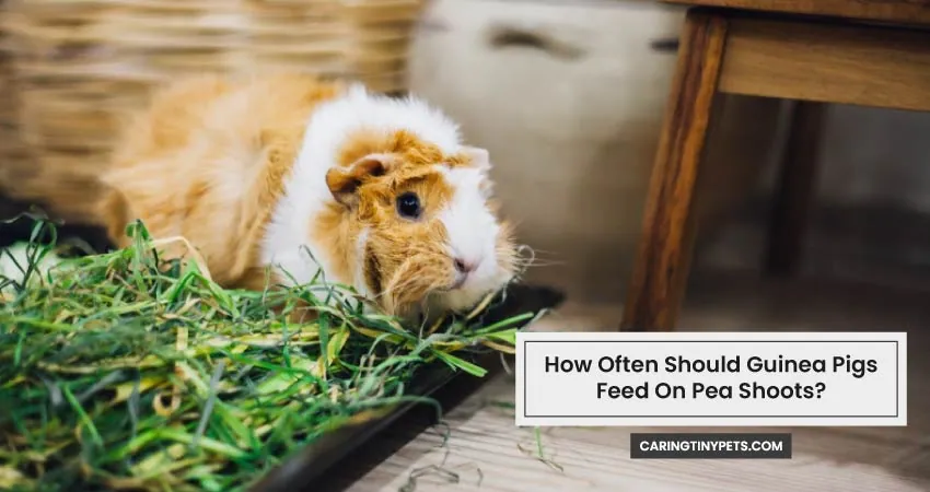 How Often Should Guinea Pigs Feed On Pea Shoots