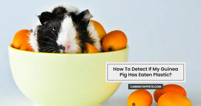 How To Detect If My Guinea Pig Has Eaten Plastic