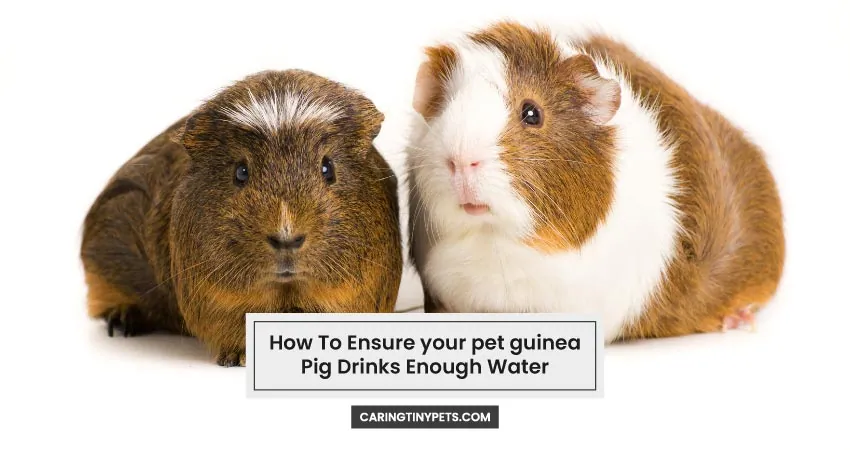 How To Ensure your pet guinea Pig Drinks Enough Water
