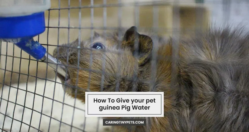 How To Give your pet guinea Pig Water