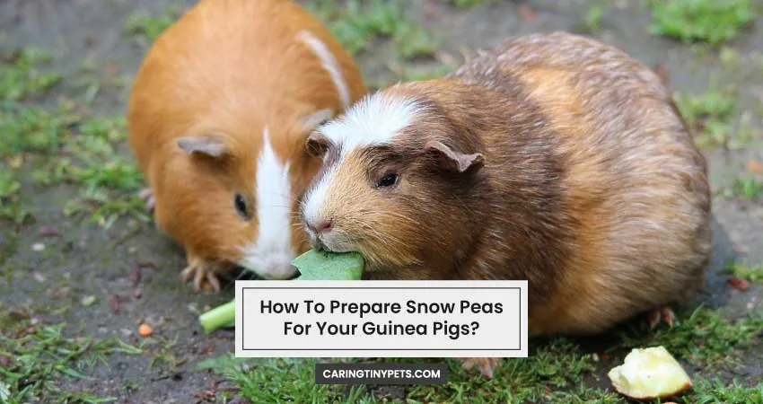 How To Prepare Snow Peas For Your Guinea Pigs