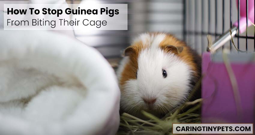 How To Stop Guinea Pigs From Biting Their Cage